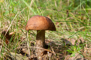 Forest mushroom brown cap boletus growing in a green moss..