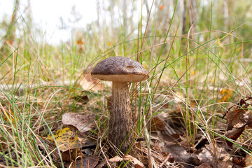 Close up view of brown cap boletus growing in forest.