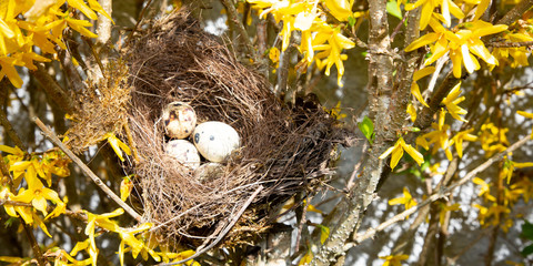 Fototapeta na wymiar eggs in a bird nest tree in nature