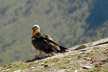 Quebrantahuesos en los pirineos. España