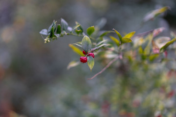 Obraz na płótnie Canvas berries on a bush