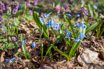 Scilla siberica (Siberian squill or wood squill) small blue flower in forest. Spring blossom in Ukrainian forest
