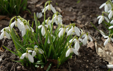 April snowdrops in Moscow