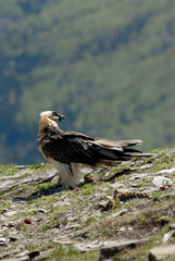 Quebrantahuesos en los pirineos. España