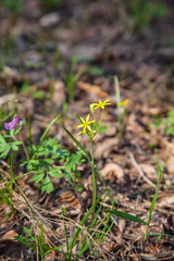 Gagea lutea, the Yellow Star-of-Bethlehem blooming in the spring forest. .