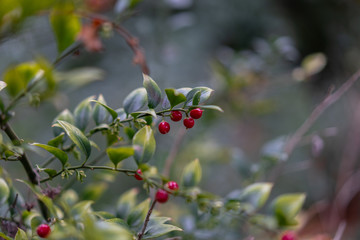 berries on a bush