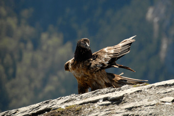Quebrantahuesos en los pirineos. España