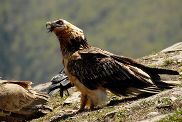 Quebrantahuesos en los pirineos. España