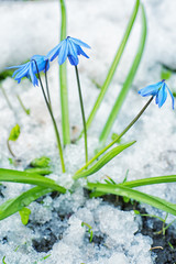 Spring flower snowdrop-symbol of spring. Spring snowdrops flowers in the snow. First flowers. Spring flowers of blue snowdrops.