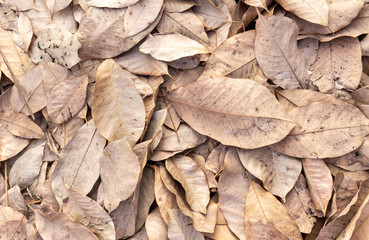 Dry leaf on floor background