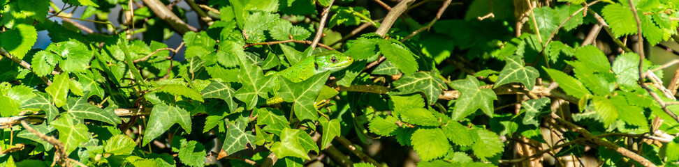 Rettile tra l'edera in primavera
