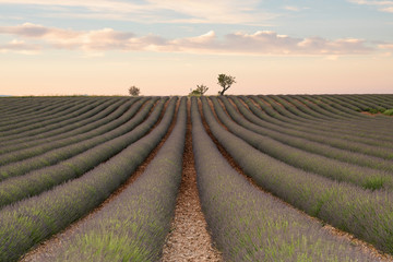 rows of young lavender plants in a field - 259485761