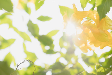 soft focus Yellow flowers and sun light that pass through.