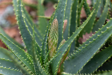 blooming aloe in the garden