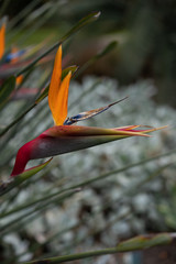 bird of paradise