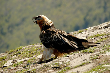 Quebrantahuesos en los pirineos. España