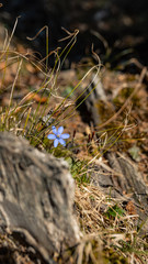 Frühjahrsblüte im Allgäu - Krokusblüte
