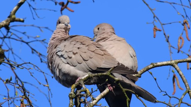 Collared dove couple sitting in the tree and look, spring, (streptopelia decaocto), germany