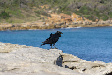 raven on a rock