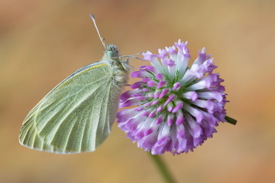 La pieride del navone sul fiore di trifoglio (Pieris napi) 