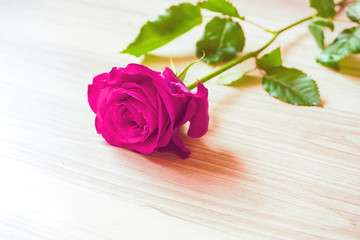 Bright roses on the table　テーブルの上の鮮やかなバラ