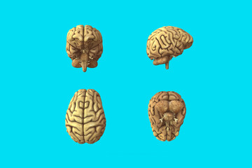 The human brain healthy. Deep Sky Blue background
