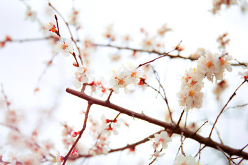 Apricot flowering. Spring flowers. Flowering tree. First