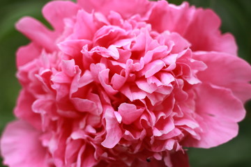 Cute and lovely peony. many layered petals. Bunch pale pink peonies flowers light gray background. Wallpaper