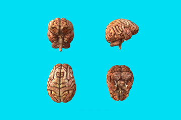 The human brain rotten. Deep Sky Blue background