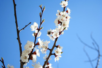 cherry branch in bloom. Blooming apricot tree with pollinating honey bee. Blossom of fruit tree in spring