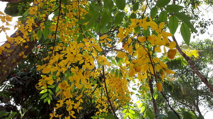 Indian laburnum  Or golden shower