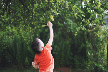 a boy picks an apple from a tree