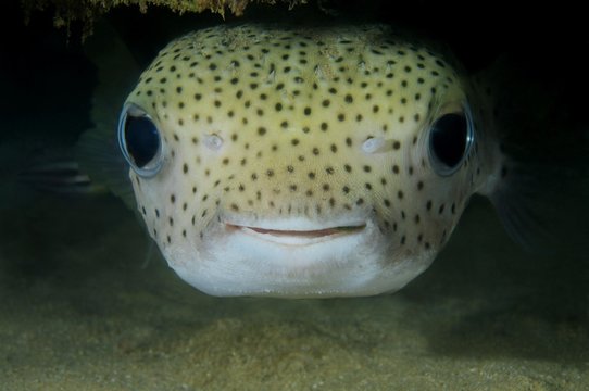 Spot-fin porcupinefish, Porcupine fish, Spotted porcupinefish, black-spotted porcupinefish or simply porcupinefish (Diodon hystrix), Indian Ocean, Hikkaduwa, Sri Lanka, Asia