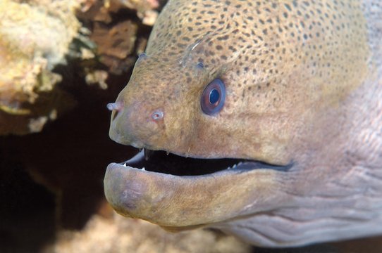 Portrait Giant Moray Eel, Blackpearl moray, Java moray eel, Slender giant moray, Javan moray or Mediterranean moray (Muraena helena), Indian Ocean, Hikkaduwa, Sri Lanka, Asia