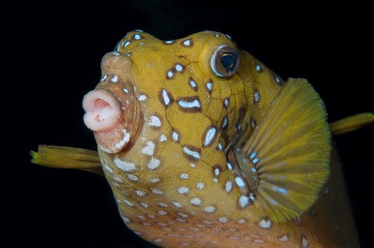 Black-spotted boxfish, Blue-spotted boxfish, Yellow boxfish, Cofferfish, Cowfish or Cubical boxfish (Ostracion cubicus) Night diving, Red sea, Egypt, Africa
