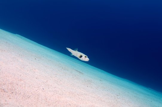 White-spotted puffer, Broadbarred toadfish, Stars and stripes puffer, Whitespotted blaasop or Stripedbelly blowfish (Arothron hispidus) swims over a sandy bottom, Red Sea, Egypt, Africa