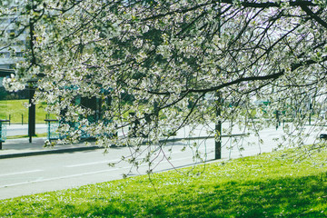 Cherry blossom in Nantes, France