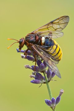 Hornet (Vespa crabro) on lavender, Burgenland, Austria, Europe