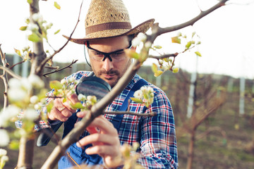 Agronomist Examining Pear Tree in the Orchard