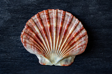 sea shell on black background