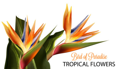 Bird of paradise flower Vector watercolor isolated on whites