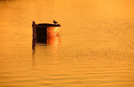 Duck standing on rowing boat at sunset, Zudar peninsula, Rugen, Mecklenburg-Western Pomerania, Germany, Europe