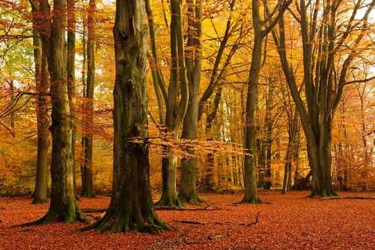 Old beech (Fagus sp.) trees in former wood pasture, autumn, backlight, Reinhardswald, Sababurg, Hesse, Germany, Europe