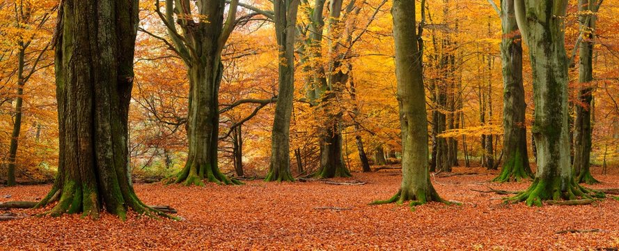 Old beech (Fagus sp.) trees in former wood pasture, autumn, backlight, Reinhardswald, Sababurg, Hesse, Germany, Europe