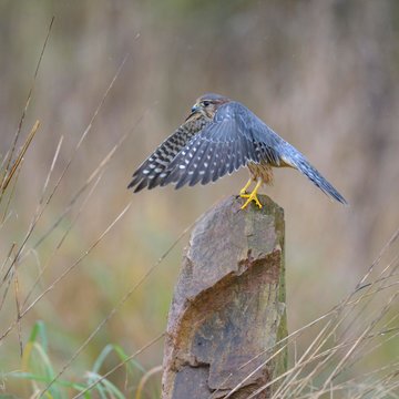 Merlin (Falco columbarius), male sitting on stone and flapping wings, Frankfurt Rhine-Main, Baden-Wurttemberg, Germany, Europe