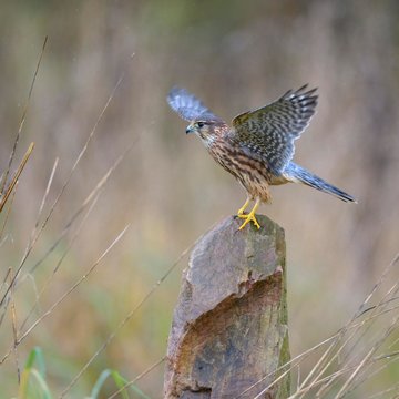 Merlin (Falco columbarius), male sitting on stone and flapping wings, Frankfurt Rhine-Main, Baden-Wurttemberg, Germany, Europe