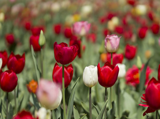 Obraz premium Spring Tulip Flower