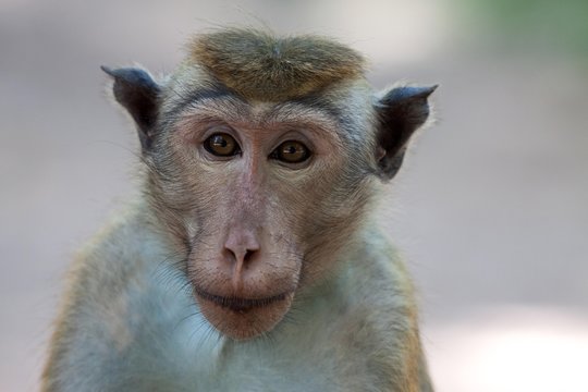 Toque macaque (Macaca sinica), portrait, Sri Lanka, Asia