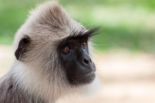 Hanuman langur (Semnopithecus sp.), portrait, Anuradhapura, Sri Lanka, Asia