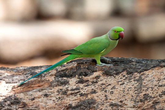 Rose-ringed or ring-necked parakeet (Psittacula krameri), Sri Lanka, Asia